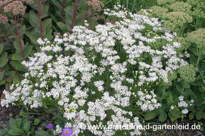 Solidago ptarmicoides – Weiße Goldrute oder Hochland-Aster