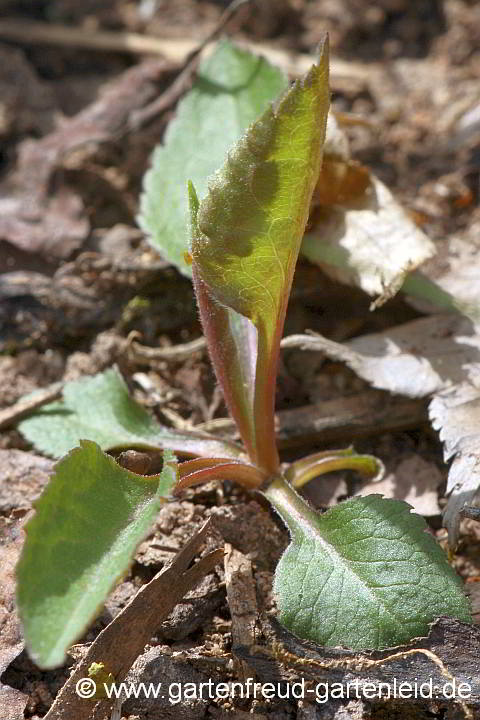 Solidago virgaurea – Gewöhnliche Goldrute, Sämling