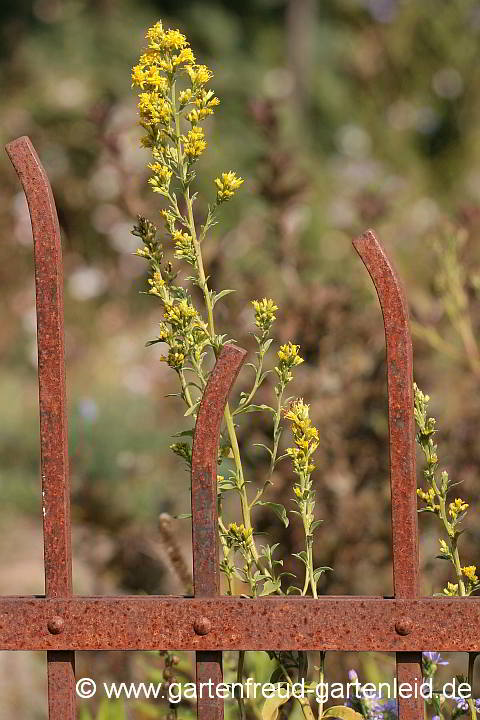 Solidago virgaurea – Gewöhnliche Goldrute