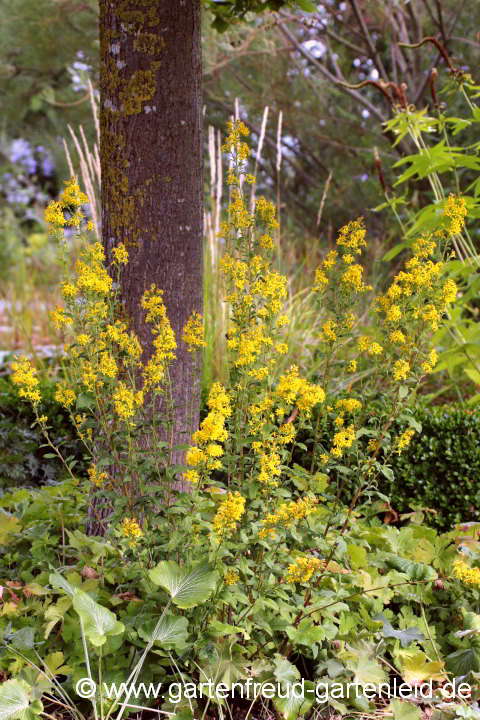 Solidago virgaurea – Gewöhnliche Goldrute