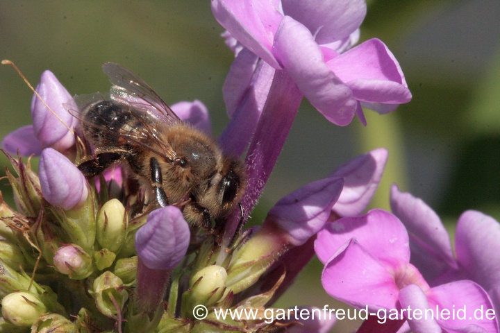 Sommer-Phlox mit Honigbiene