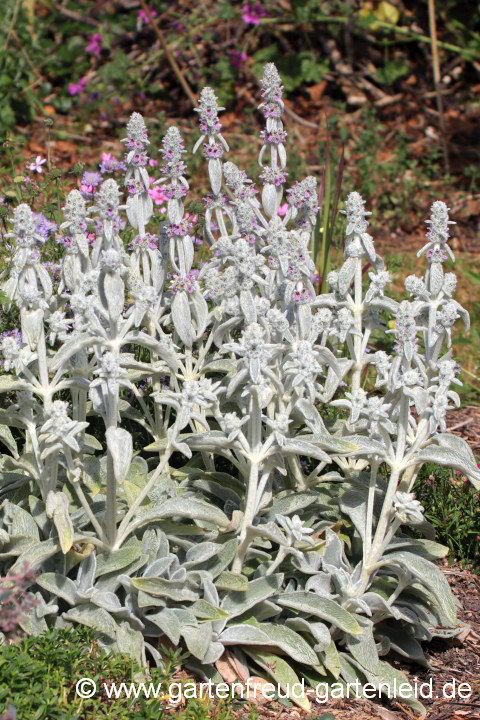 Stachys byzantina – Woll-Ziest, Hasenohren