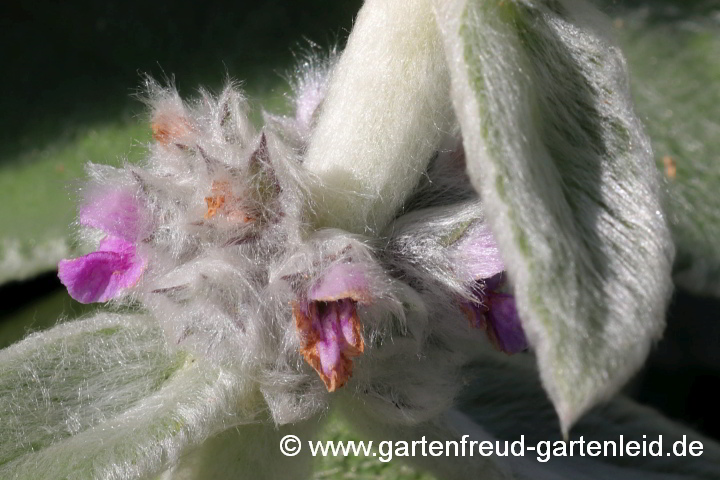 Stachys byzantina 'Big Ears' – Woll-Ziest, Hasenohren