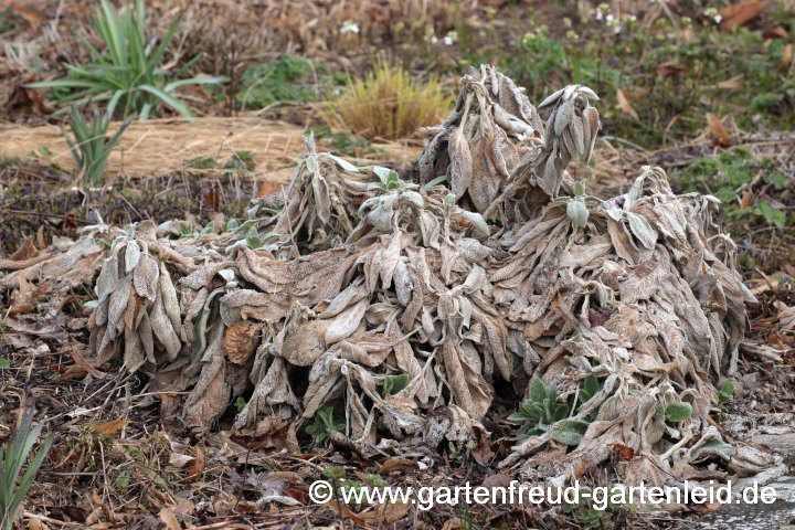 Aconogonon `Johanniswolke´ – Bergknöterich