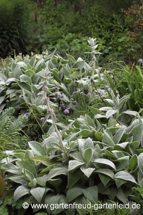 Stachys byzantina 'Big Ears' – Woll-Ziest, Hasenohren