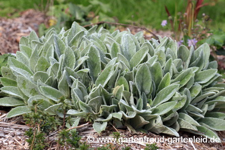 Stachys byzantina – Woll-Ziest, Eselsohren