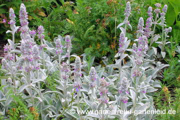 Stachys byzantina – Woll-Ziest, Hasenohren