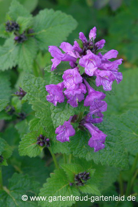 Stachys macrantha – Großblütiger Ziest