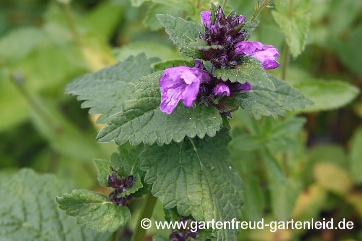 Stachys macrantha – Großblütiger Ziest, Blütentrieb