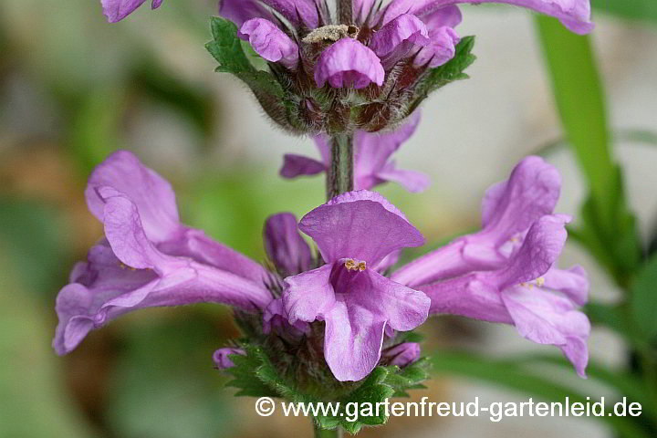 Stachys macrantha 'Superba' – Großblütiger Ziest, Blüten