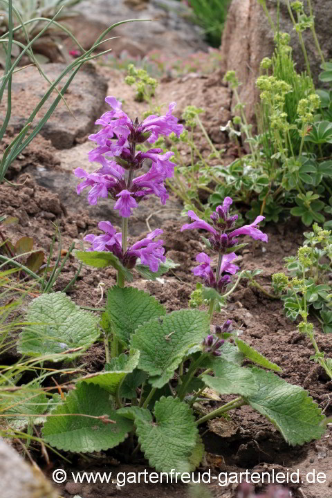 Stachys macrantha 'Superba' – Großblütiger Ziest