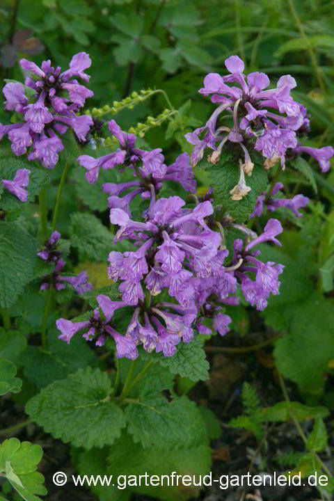 Stachys macrantha – Großblütiger Ziest