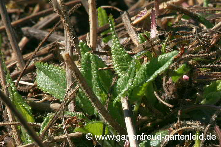 Stachys officinalis – Echter Ziest, Heil-Ziest, Austrieb