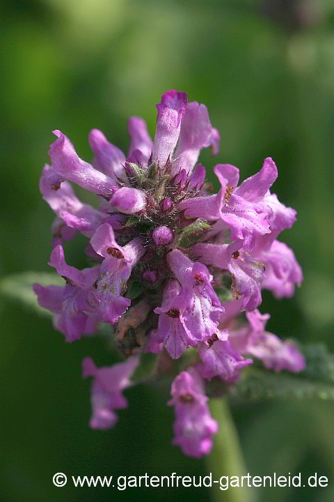 Stachys officinalis – Echter Ziest, Heil-Ziest