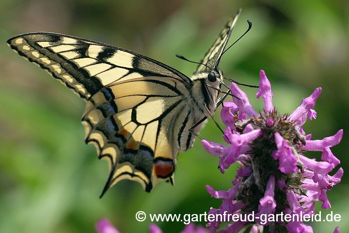Stachys officinalis – Echter Ziest, Heil-Ziest mit Schwalbenschwanz
