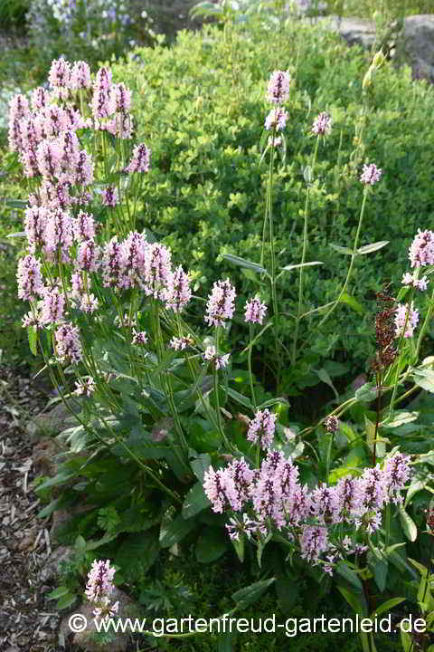 Stachys officinalis – Echter Ziest mit auseinanderfallenden Blütentrieben