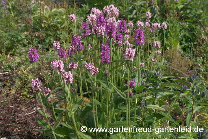 Stachys officinalis – Echter Ziest rosa und violett