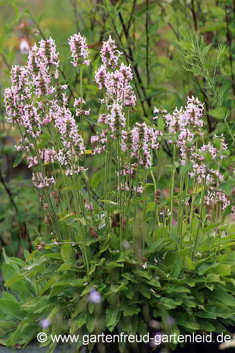 Stachys officinalis – Echter Ziest, Heil-Ziest