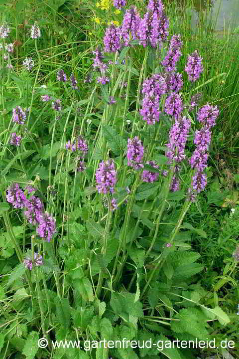 Stachys officinalis – Echter Ziest, Heil-Ziest