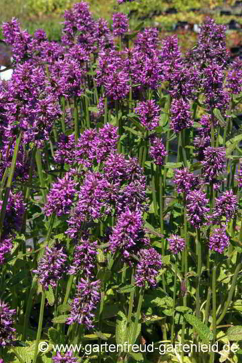 Stachys officinalis 'Hummelo' – Echter Ziest, Heil-Ziest