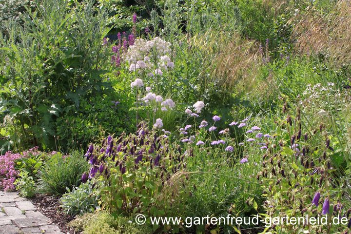 Staudenpflanzung mit Thalictrum aquilegifolium, Camapnula punctata 'Sarastro' und Scabiosa lucida