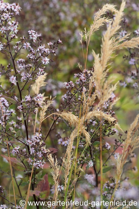Eurybia divaricata mit Stipa calamagrostis – Weiße Waldaster mit Silberährengras