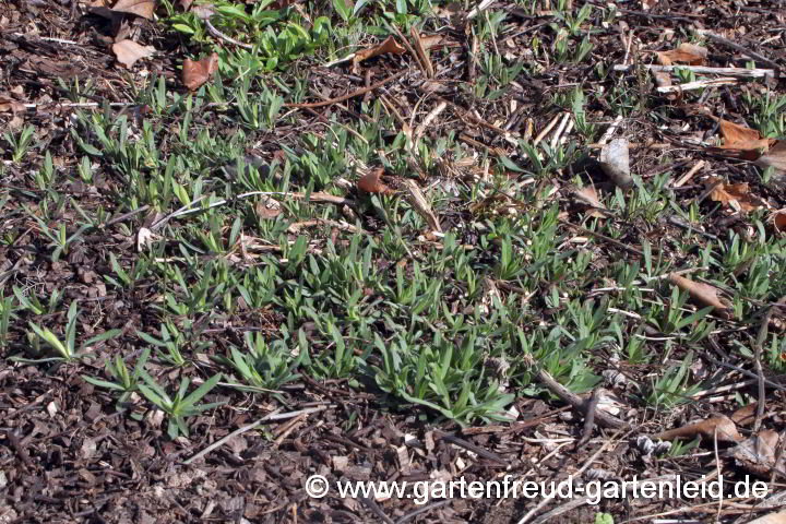 Symphyotrichum ericoides var. prostratum `Snow Flurry´ – Teppich-Myrthen-Aster, Austrieb