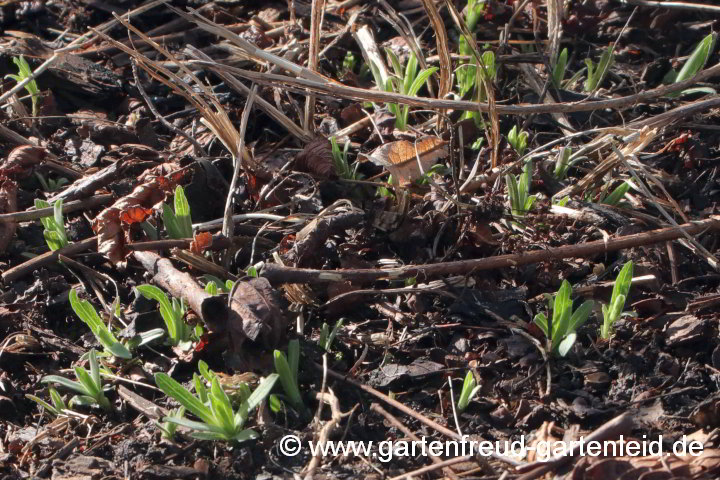 Symphyotrichum ericoides var. prostratum `Snow Flurry´ – Teppich-Myrthen-Aster, Austrieb