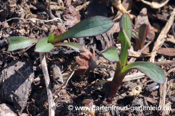 Symphyotrichum-Dumosum-Hybride – Kissen-Aster, Austrieb