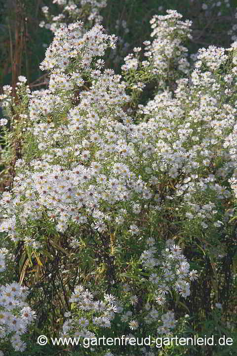 Symphyotrichum ericoides – Myrthen-Aster, Erika-Aster