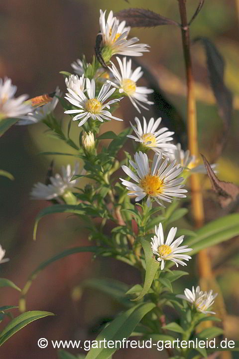 Symphyotrichum ericoides – Myrthen-Aster, Erika-Aster