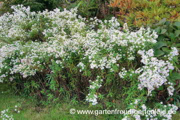 Symphyotrichum ericoides – Myrthen-Aster, Erika-Aster