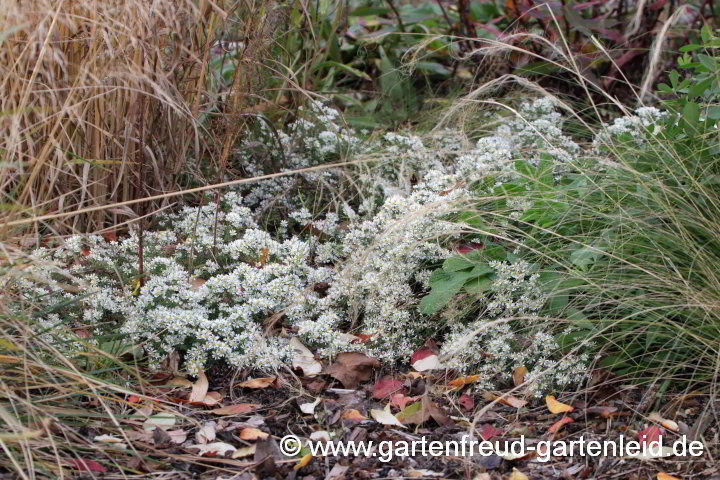 Symphyotrichum ericoides var. prostratum `Snow Flurry´ – Teppich-Myrthenaster