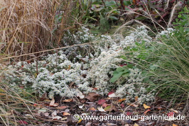 Symphyotrichum ericoides var. prostratum `Snow Flurry´ – Teppich-Myrthen-Aster