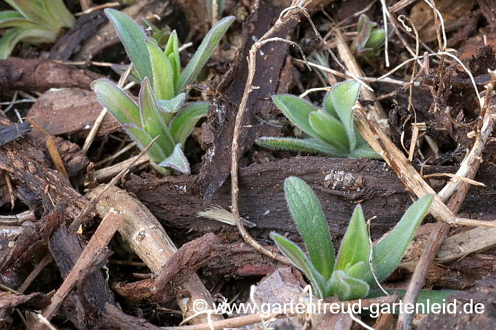 Symphyotrichum ericoides var. prostratum `Snow Flurry´ – Teppich-Myrthen-Aster, Austrieb