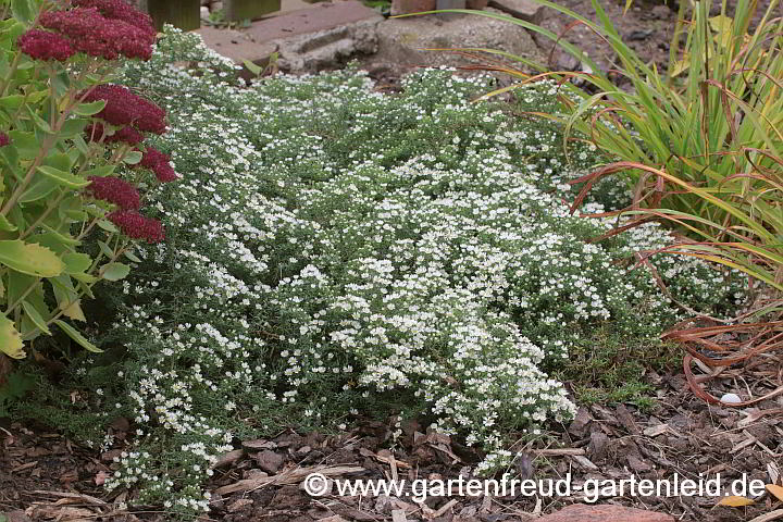 Symphyotrichum ericoides var. prostratum `Snow Flurry´ – Teppich-Myrthenaster