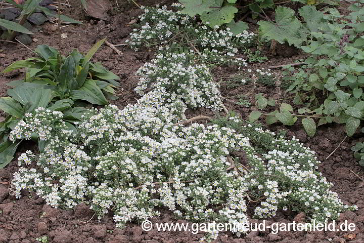 Symphyotrichum ericoides var. prostratum `Snow Flurry´ – Teppich-Myrthenaster