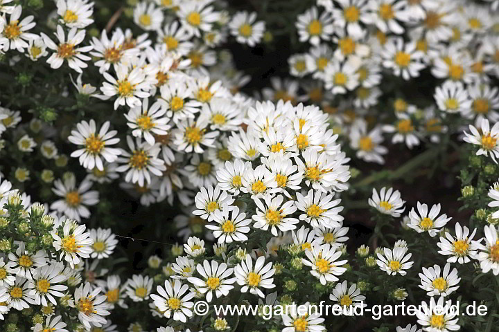 Symphyotrichum ericoides var. prostratum `Snow Flurry´ – Teppich-Myrthenaster