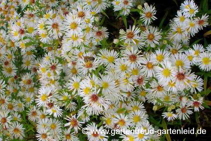 Symphyotrichum ericoides – Myrthen-Aster