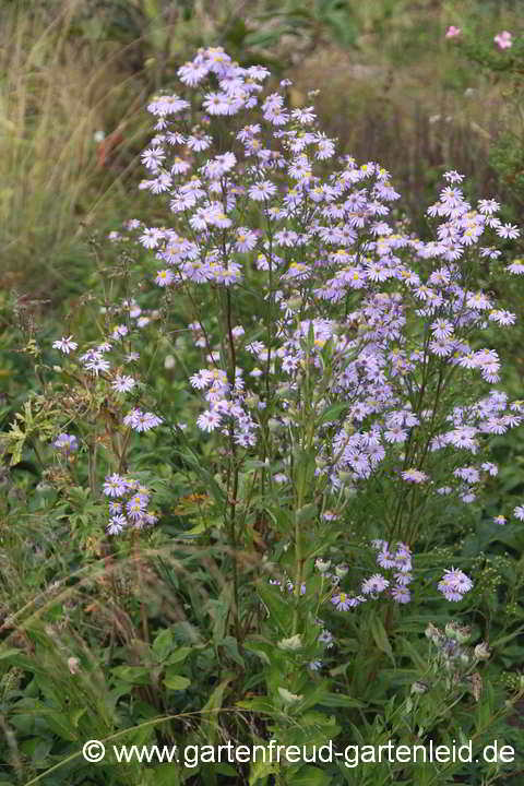 Symphyotrichum laeve – Glatte Aster, Kahle Aster