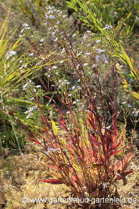 Symphyotrichum laeve (Aster laevis) – Glatte Aster, Kahle Aster