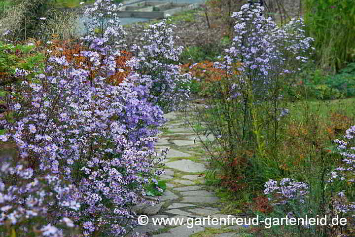 Symphyotrichum laeve – Glatte Aster