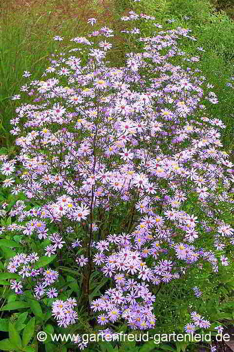 Symphyotrichum laeve (Aster laevis) – Glatte Aster, Kahle Aster