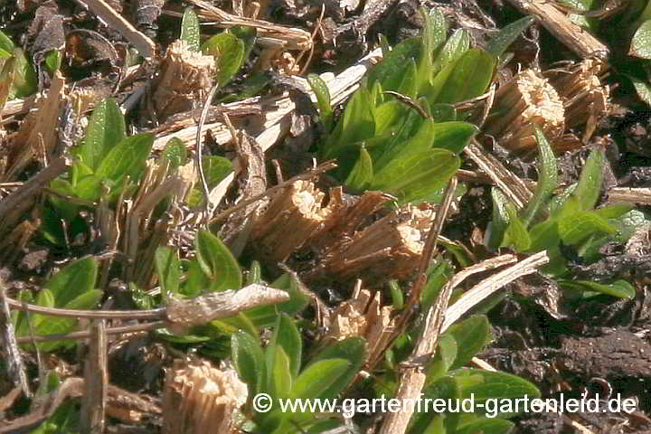 Symphyotrichum novae-angliae – Raublatt-Aster, Austrieb