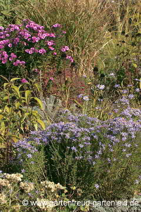 Symphyotrichum novae-angliae (Raublattaster) hinter Galatella sedifolia 'Nanus' (Ödlandaster)