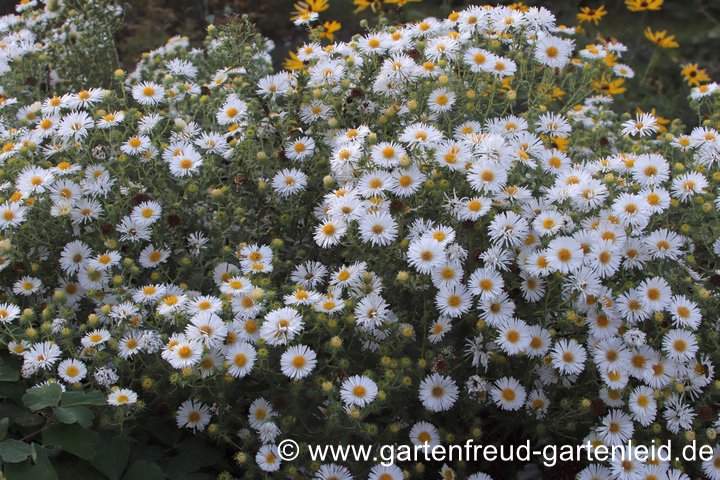 Symphyotrichum novae-angliae 'Herbstschnee' &ndash; Raublattaster