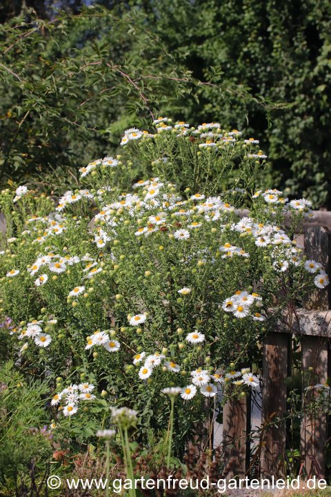 Symphyotrichum novae-angliae 'Herbstschnee' &ndash; Raublattaster, Neuenglandaster