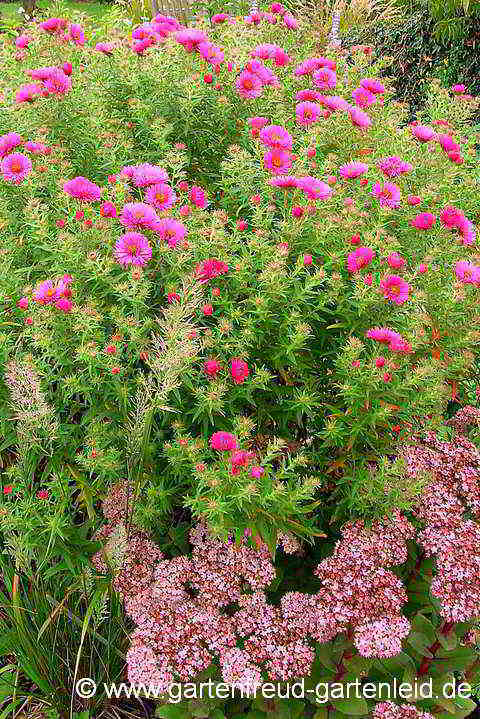 Symphyotrichum novae-angliae (Raublattaster, Neuenglandaster) mit Sedum spectabile 'Matrona' (Schöne Fetthenne)