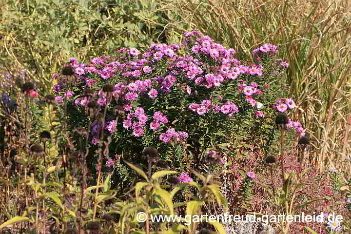 Symphyotrichum novae-angliae – Raublatt-Aster, Neuengland-Aster