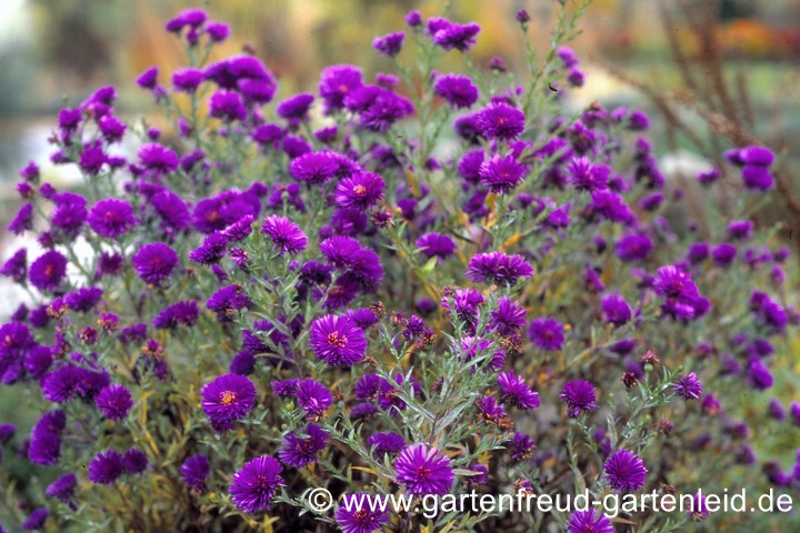 Symphyotrichum novi-belgii &ndash; Glattblattaster, Neubelgienaster
